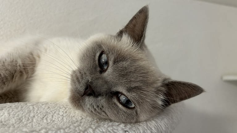 In der Katzenauffangstation in Trippstadt kann man sich offensichtlich auch als Katze pudelwohl fühlen. 