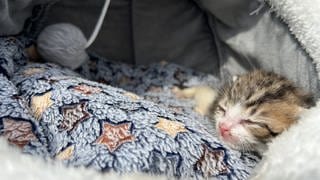 Ausgesetzte Katzen oder Findelkinder werden hier in der Katzenauffangstation "Stubentiger in Not e.V." in Trippstadt im Kreis Kaiserslautern aufgepeppelt. 