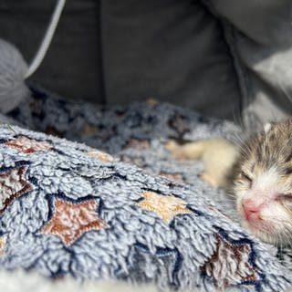 Ausgesetzte Katzen oder Findelkinder werden hier in der Katzenauffangstation "Stubentiger in Not e.V." in Trippstadt im Kreis Kaiserslautern aufgepeppelt. 