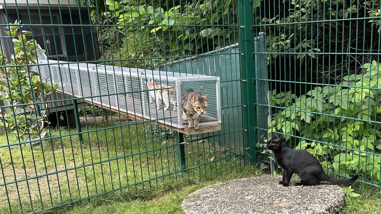 Auch im Freigehege können die Katzen miteinander raufen, toben und Spaß haben. Über eine Schleuse können sie wieder zurück in den kuscheligen Bauwagen. 