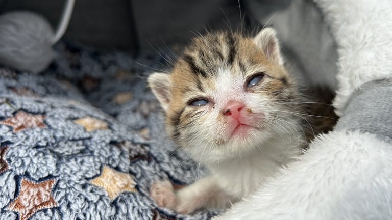 "Das Gröbste" hat das kleine süße Kitten jetzt wohl überstanden, es ist aber noch immer sehr schwach auf den Beinen. 