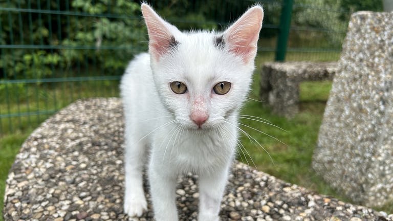 Einigen Katzen kann man im Gesicht ablesen, dass sie schon einige schwere Tage in ihrem kurzen Leben hinter sich haben. Ab jetzt soll sich das aber ändern. 