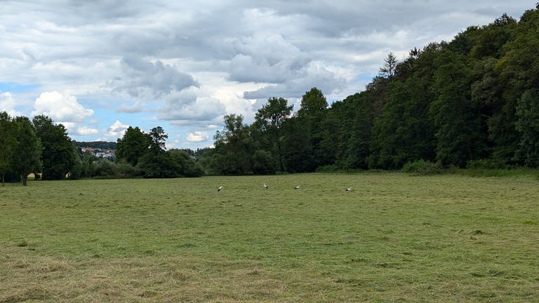 Störche im Wiesental bei Mittelbach 