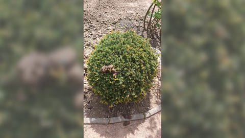 Hundekot auf einem Busch im Rosengarten Zweibrücken