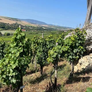 Weinberge im Zellertal