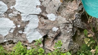 Weil die Burg Hohenecken bei Kaiserslautern saniert wird, müssen die dort lebenden Mauereidechsen umziehen. 