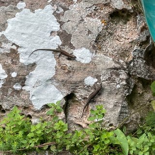 Weil die Burg Hohenecken bei Kaiserslautern saniert wird, müssen die dort lebenden Mauereidechsen umziehen. 