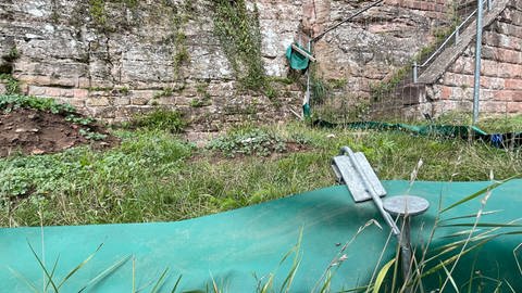 Weil die Burg Hohenecken bei Kaiserslautern saniert wird, müssen die dort lebenden Mauereidechsen umziehen. 