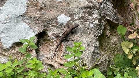 Weil die Burg Hohenecken bei Kaiserslautern saniert wird, müssen die dort lebenden Mauereidechsen umziehen. 