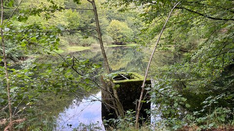 Waschbär breitet sich in der Westpfalz aus.