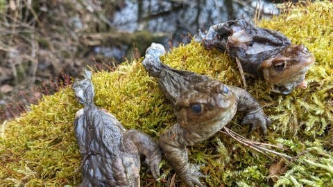 Waschbär breitet sich in der Westpfalz aus.