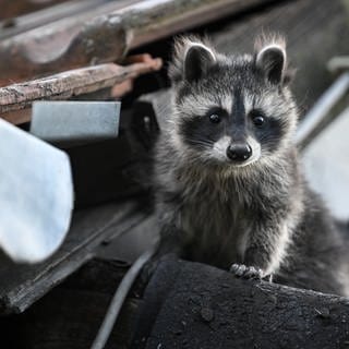 Waschbär breitet sich in der Westpfalz aus. 