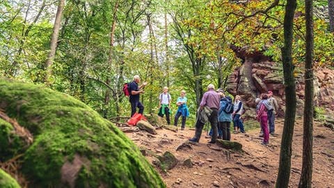 Ein Wanderführer informiert die Besucher rund um die Keschde. Er zeigt auch gute Plätze zum Kastaniensammeln. (Archiv)