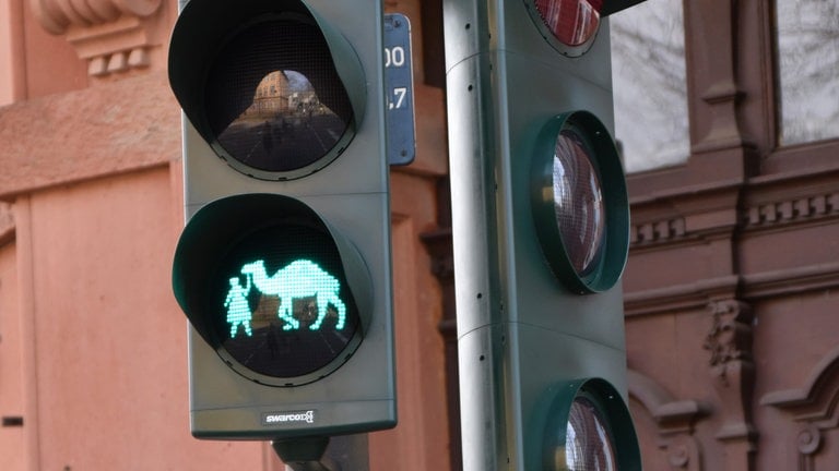 In Landau regelt in der Nähe des Zoos ein Kamel den Verkehr.