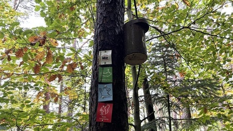 Diese vier Wanderwege führen durch das Waldstück von Roland Zwick. Er wurde nie um Erlaubnis gefragt, was laut Ministerium aber hätte passieren müssen.