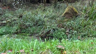 In der Südwestpfalz sollen die Quellen im Pfälzerwald gerettet werden. Den Anfang macht der Saarbrunnen bei Ludwigswinkel-Eppenbrunn.