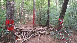 Waldbesitzer Roland Zwick wird seine Barrikade aus Bäumen, Gestrüpp und rot-weißem Flatterband räumen. 