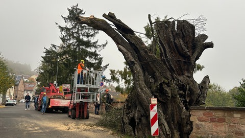 Die "Dicke Keschde" im Donnersbergkreis musste teilweise gefällt werden. Auch die enge Straße hier in Dannenfels machte ihr zu schaffen.