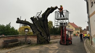 Nicht mehr viel übrig: "Dicke Keschde" in Dannenfels im Donnersbergkreis musste sich viele Äste und einen Teil ihrer Krone abnehmen lassen.