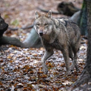 An einem toten Kalb im Donnersbergkreis wurden Spuren eines Wolfs gefunden. 