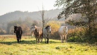 Pferde stehen im Herbst auf einer Koppel.