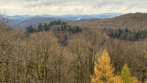 Blick vom Eschkopfturm in den Pfälzerwald