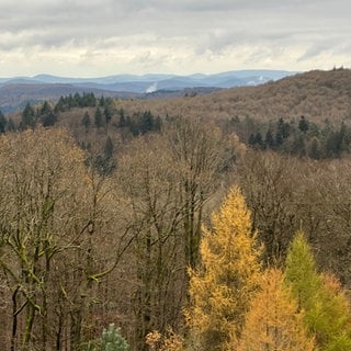 Blick vom Eschkopfturm in den Pfälzerwald