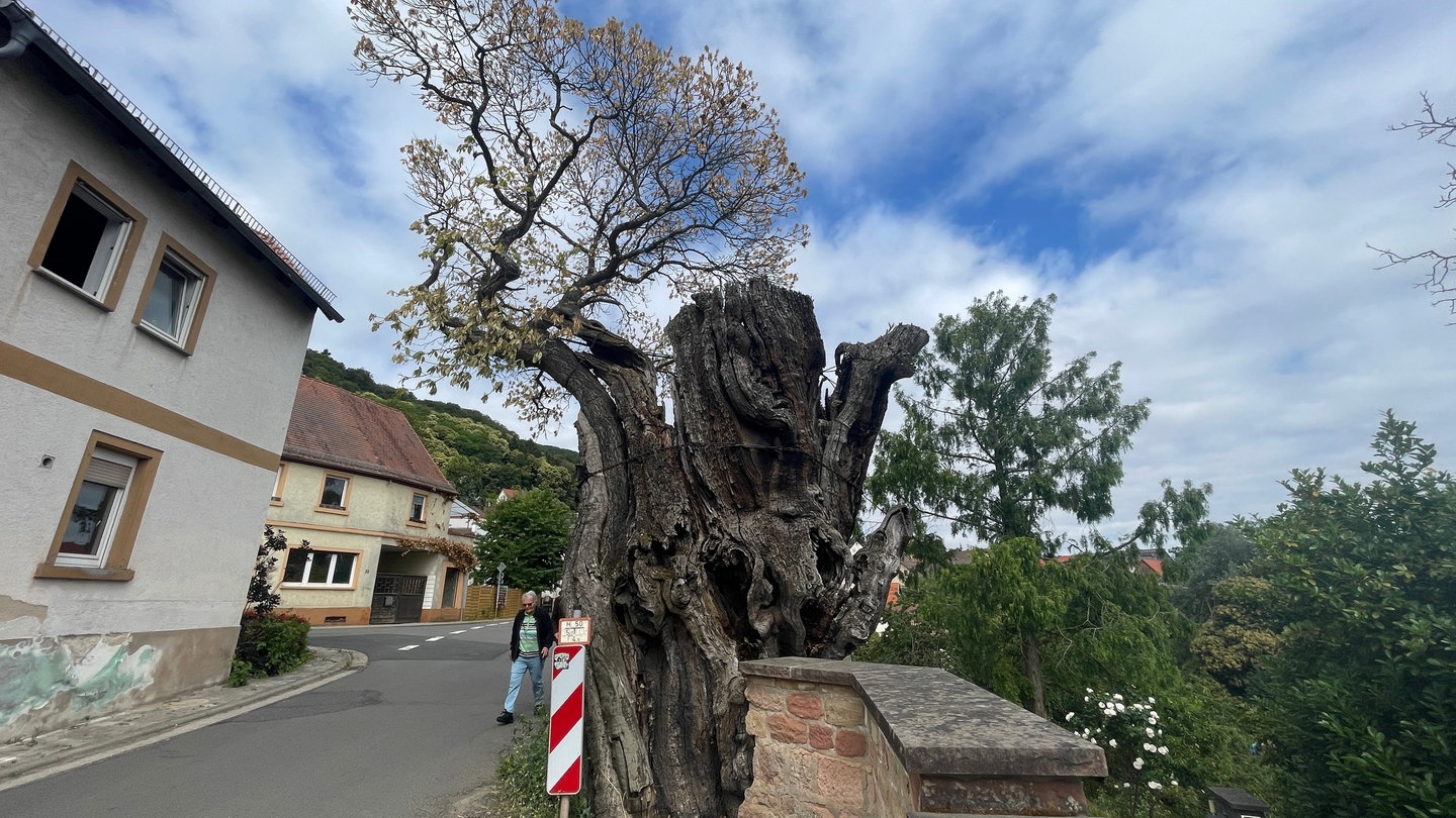 Fast alle Menschen in dem rund 900-Einwohner großen Dannenfels verbinden schöne Kindheitserinnerungen mit dem uralten Kastanienbaum.