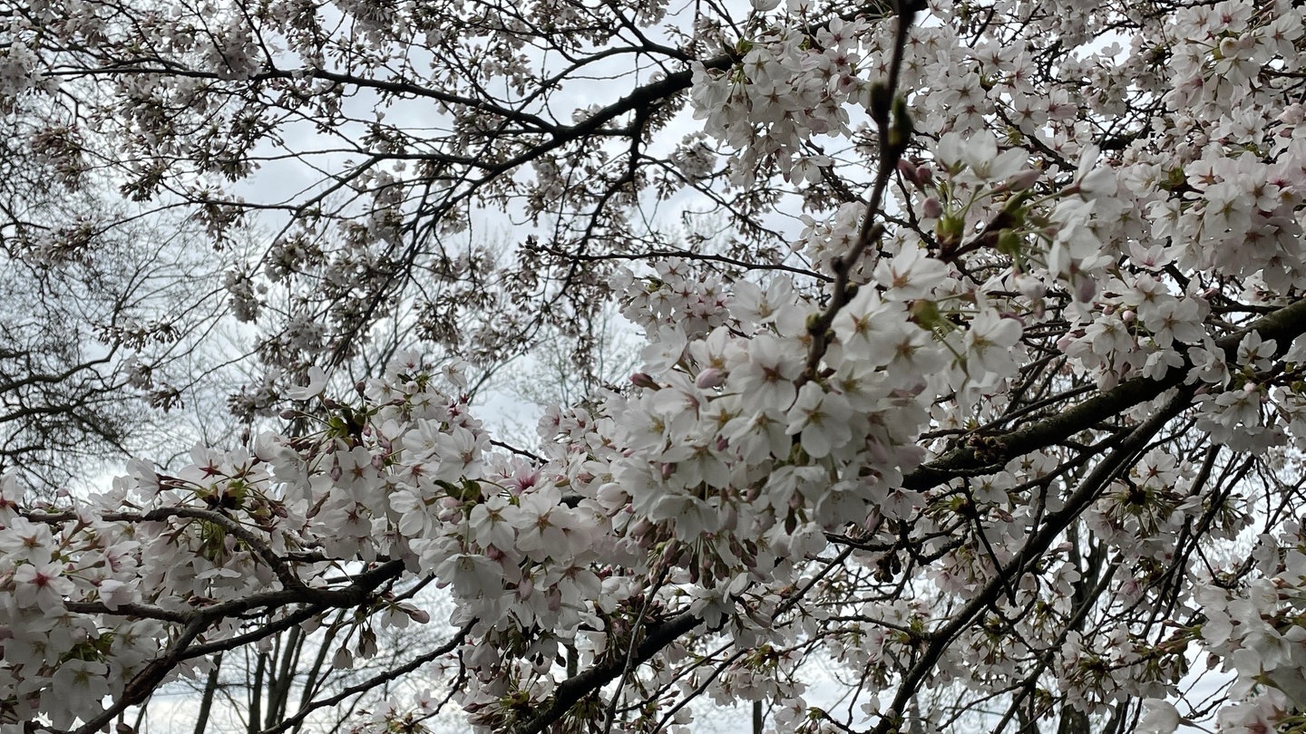 Kirschblüten im Japanischen Garten