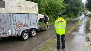 Pferd wird in einen Anhänger verladen, davor steht ein Mitarbeiter der Tierrettung. (Tierrettung Contwig, Kai Harstick)