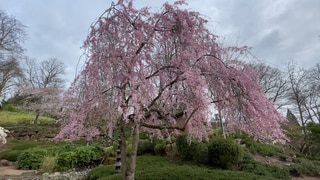 Japanische Zierhängekirsche