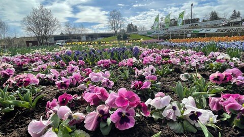 Blüten im Blumenbeet Gartenschaugelände Kaiserslautern