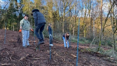 Organisiert von der Firma MyReforest werden im Kreis Kaiserslautern 1000 gespendete Bäume gepflanzt. Dabei helfen Kinder der 7. Klasse der IGS Otterberg mit.