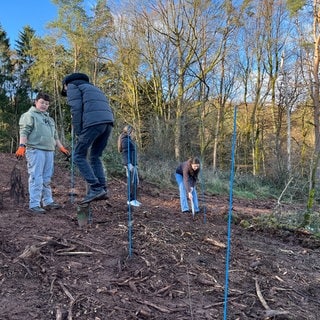 Organisiert von der Firma MyReforest werden im Kreis Kaiserslautern 1000 gespendete Bäume gepflanzt. Dabei helfen Kinder der 7. Klasse der IGS Otterberg mit.