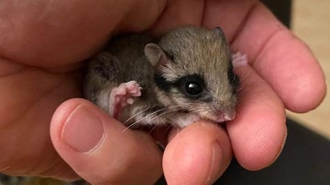 Wildtierhilfe Kaiserslautern kümmert sich um viele Jungtiere.