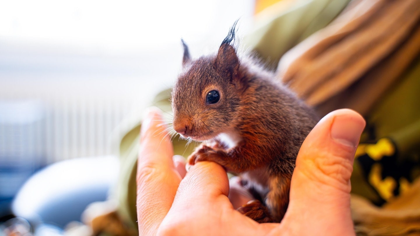 Ein kleines Eichhörnchen auf der Hand in einer Wildtierauffangstation.