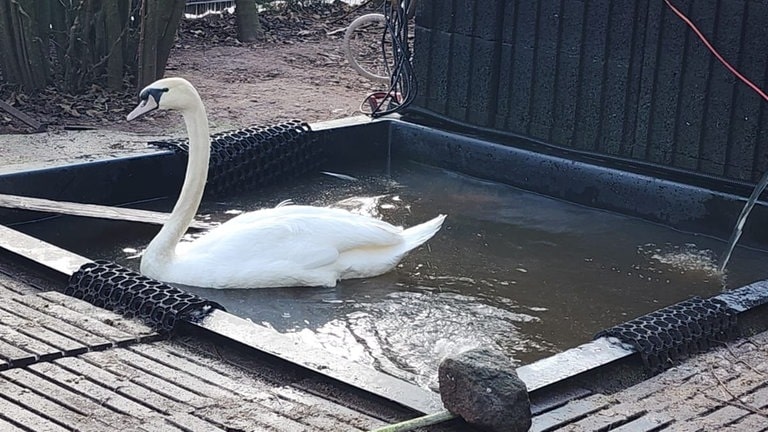 Schwan in einem Wasserbecken - er wurde von der A6 bei Enkenbach-Alsenborn gerettet