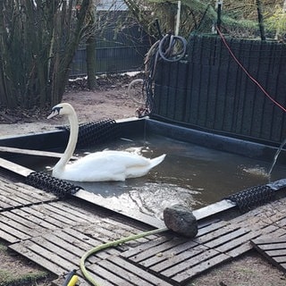 Schwan in einem Wasserbecken - er wurde von der A6 bei Enkenbach-Alsenborn gerettet