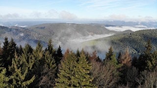 Wie geht's den Wildschweinen im Pfälzerwald? Und wann können Sie dem Menschen gefährlich werden? Ein Jäger aus der Forschungsanstalt für Waldökologie in Trippstadt gibt Tipps.