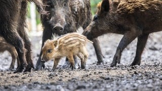 Laut Experten können Wildschweine für den Menschen dann gefährlich werden, wenn man zwischen Muttertier und Frischling gerät.