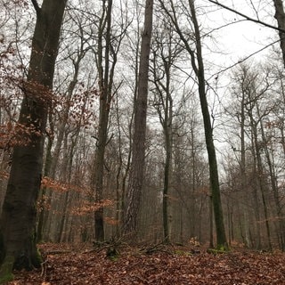 Pfälzerwald bei Schmalenberg im Winter