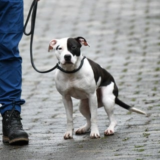 Ein "American Staffordshire Pitbull-Mix" hat nach Angaben der Polizei eine 17-Jährige in einer Wohnung in der Verbandsgemeinde Rodalben angegriffen. Symbolbild.