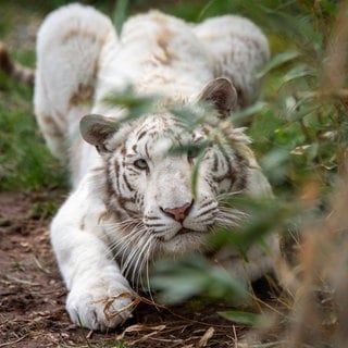 Die weiße Tigerin Charlota lebt in der Tierauffangstation in Maßweiler. 