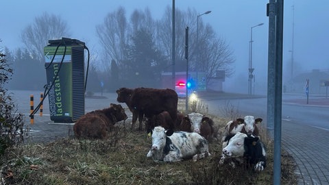 Kühe grasen vor dem Kinokreisel in Zweibrücken.