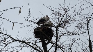 Ehepaar im Kreis Kusel baut für Störche neues Nest.