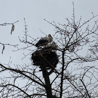 Ehepaar im Kreis Kusel baut für Störche neues Nest.