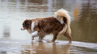 Viele Tieren haben bei den verheerenden Überschwemmungen in Rheinland-Pfalz ihre Besitzer verloren.