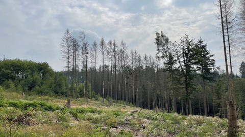 Ein ehemaliger Fichtenwald im Forstrevier Obererbach: Dort wurden tote Bäume als Erosionsschutz stehen gelassen.
