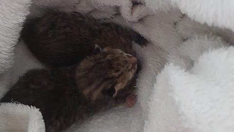 Zwei Baby-Kätzchen wurden in einer Biomülltonne gefunden.