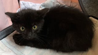 Ein Kätzchen im Tierheim Montabaur schaut ängstlich - das Heim fürchtet steigende Tierarztkosten.